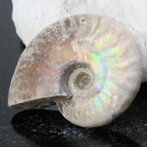 y}_KXJYōi _zAiCg  ɂ ACg C{[ AiCg     fossil AiCg Y fB[X p[Xg[