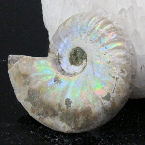 y}_KXJY ꋉi I_zAiCg  ɂ Ammonite ACg C{[ AiCg  Ð  z  fossil W{ AiCg p[Xg[  