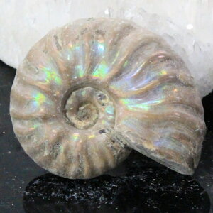 y}_KXJY Ii _zAiCg  ɂ ACg C{[ AiCg    z Ð W{  fossil AiCg p[Xg[ 