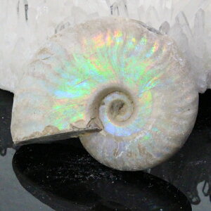 y}_KXJY ꋉi I_zAiCg  ɂ ACg C{[ AiCg    z Ð W{  fossil AiCg p[Xg[ 