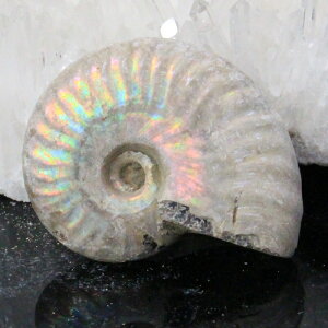 y}_KXJYōi _zAiCg  ɂ ACg C{[ AiCg     fossil AiCg Y fB[X p[Xg[