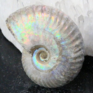 y}_KXJY Ii _zAiCg  ɂ Ammonite ACg C{[ AiCg  Ð  z  fossil W{ AiCg VR  p[Xg