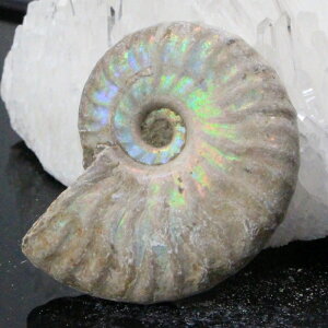 y}_KXJYōi _zAiCg   C{[ Ammonite ACg AiCg  z   fossil Ð W{ AiCg p[Xg[  