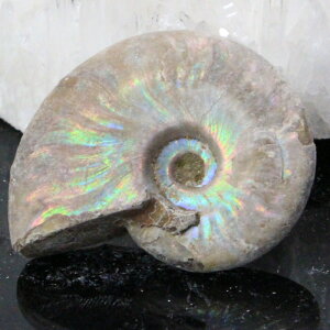 y}_KXJY ꋉi I_zAiCg  ɂ Ammonite ACg C{[ AiCg  Ð  z  fossil W{ AiCg p[Xg[  