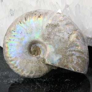 y}_KXJY Ii _zAiCg   AiCg Ammonite C{[ ACg    z Ð W{  fossil AiCg VR  l