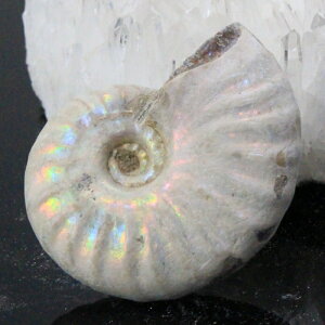 yi}_KXJY _zAiCg   C{[ Ammonite ACg AiCg  z   fossil Ð W{ AiCg p[Xg[  lC 