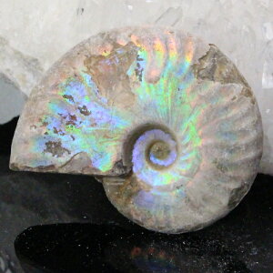 y}_KXJYōi _zAiCg  ɂ Ammonite ACg C{[ AiCg  Ð  z  fossil W{ AiCg p[Xg[ 