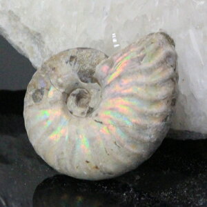 y}_KXJYōi _zAiCg   AiCg Ammonite C{[ ACg    z Ð W{  fossil AiCg VR 