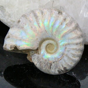 yi}_KXJY _zAiCg   AiCg Ammonite C{[ ACg    z Ð W{  fossil AiCg p[Xg[ 