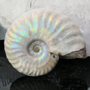 y}_KXJYōi _zAiCg   C{[ Ammonite ACg AiCg  z   fossil Ð W{ AiCg p[Xg[  