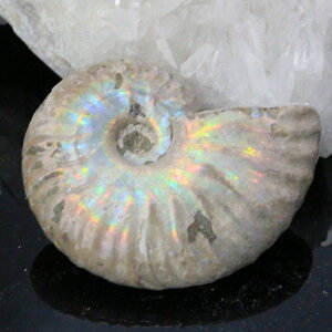 y}_KXJY ꋉi I_zAiCg  ɂ Ammonite ACg C{[ AiCg  Ð  z  fossil W{ AiCg Y fB[X l