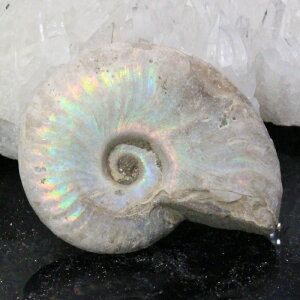 y}_KXJY Ii _zAiCg   AiCg Ammonite C{[ ACg    z Ð W{  fossil AiCg p[Xg[