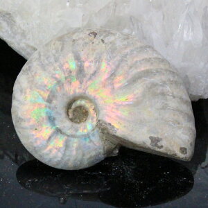 yi}_KXJY _zAiCg   C{[ Ammonite ACg AiCg  z   fossil Ð W{ AiCg VR  lC  p