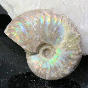 y}_KXJYōi _zAiCg  ɂ Ammonite ACg C{[ AiCg  Ð  z  fossil W{ AiCg Y fB[X 
