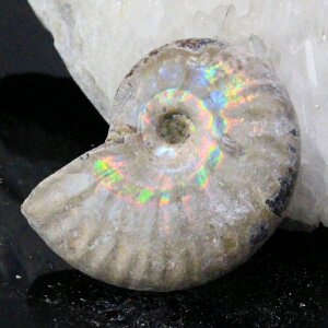 y}_KXJY Ii _zAiCg   C{[ Ammonite ACg AiCg  z   fossil Ð W{ AiCg COAi LuLu Housei