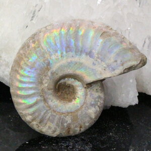 yi}_KXJY _zAiCg  ɂ Ammonite ACg C{[ AiCg  Ð  z  fossil W{ AiCg p[Xg[  lC 