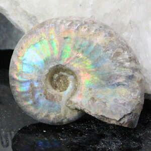 y}_KXJY Ii _zAiCg  ɂ ACg C{[ AiCg  Ð  z  fossil W{ AiCg Y fB[X p[Xg