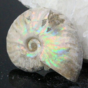 y}_KXJYōi _zAiCg   AiCg Ammonite C{[ ACg  z   fossil Ð W{ AiCg Y fB[X l