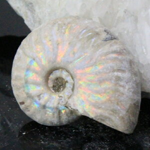 y}_KXJY ꋉi I_zAiCg   C{[ Ammonite ACg AiCg  Ð  z  fossil W{ AiCg p[Xg[  l