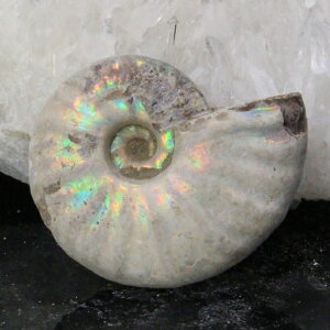 y}_KXJYōi _zAiCg  ɂ ACg C{[ AiCg    z Ð W{  fossil AiCg p[Xg[