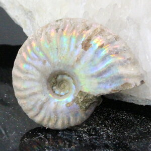y}_KXJY ꋉi I_zAiCg  ɂ Ammonite ACg C{[ AiCg  z   fossil Ð W{ AiCg Y fB[X l