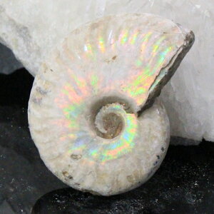y}_KXJY Ii _zAiCg   AiCg Ammonite C{[ ACg  Ð  z  fossil W{ AiCg p[Xg[  lC 