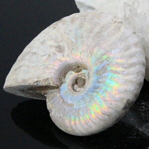 yi}_KXJY _zAiCg   C{[ Ammonite ACg AiCg    z Ð W{  fossil AiCg Y fB[