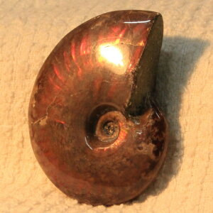 y}_KXJYōi _zAiCg  ɂ Ammonite ACg C{[ AiCg  z   fossil Ð W{ AiCg VR  p[