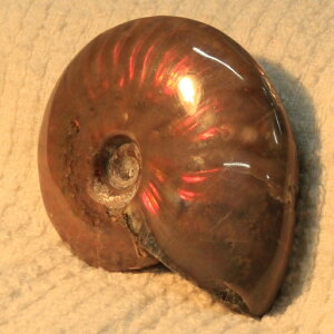 y}_KXJY ꋉi I_zAiCg  ɂ ACg C{[ AiCg     fossil AiCg Y fB[X p[Xg[