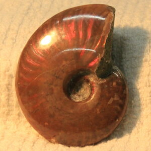 y}_KXJY Ii _zAiCg   C{[ Ammonite ACg AiCg   AiCg p[Xg[  VR Y fB[X lC 