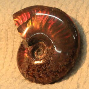 y}_KXJY ꋉi I_zAiCg  ɂ ACg C{[ AiCg    z Ð W{  fossil AiCg p[Xg[ 