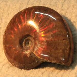 y}_KXJYōi _zAiCg  ɂ ACg C{[ AiCg    z Ð W{  fossil AiCg p[Xg[