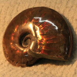 y}_KXJYōi _zAiCg  ɂ Ammonite ACg C{[ AiCg  z   fossil Ð W{ AiCg VR  p[