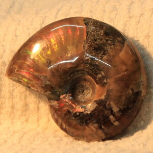 y}_KXJY ꋉi I_zAiCg   AiCg Ammonite C{[ ACg  Ð  z  fossil W{ AiCg p[Xg[  l