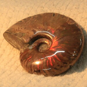 y}_KXJY Ii _zAiCg   C{[ Ammonite ACg AiCg   AiCg p[Xg[  VR Y fB[X lC 