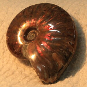 yi}_KXJY _zAiCg  ɂ Ammonite ACg C{[ AiCg  z   fossil Ð W{ AiCg Y fB[X _
