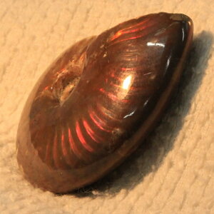 y}_KXJYōi _zAiCg  ɂ ACg C{[ AiCg  Ð  z  fossil W{ AiCg p[Xg[  VR