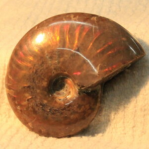 y}_KXJY ꋉi I_zAiCg  ɂ ACg C{[ AiCg    z Ð W{  fossil AiCg Y fB[