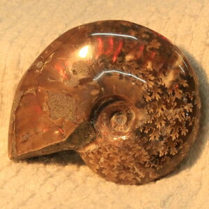 y}_KXJY ꋉi I_zAiCg   C{[ Ammonite ACg AiCg  z   fossil Ð W{ AiCg p[Xg[  V