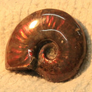 y}_KXJY Ii _zAiCg  ɂ Ammonite ACg C{[ AiCg  Ð  z  fossil W{ AiCg p[Xg[  l