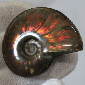 y}_KXJYōi _zAiCg   C{[ Ammonite ACg AiCg  z   fossil Ð W{ AiCg Y fB[X l