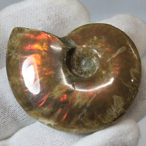 yi}_KXJY _zAiCg   ACg C{[ AiCg  z   fossil Ð W{ AiCg p[Xg[  lC  