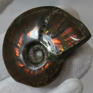 y}_KXJYōi _zAiCg   ACg C{[ AiCg   AiCg VR  p[Xg[  _ AiCg