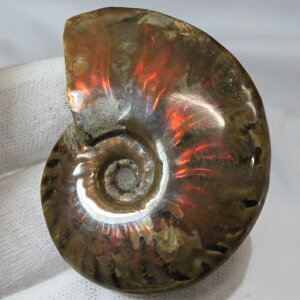 y}_KXJY ꋉi I_zAiCg   ACg C{[ AiCg    z Ð W{  fossil AiCg Y fB[X 