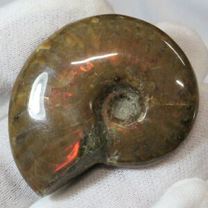 y}_KXJY Ii _zAiCg   ACg C{[ AiCg  z   fossil Ð W{ AiCg p[Xg[  VR 