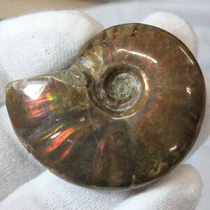 yi}_KXJY _zAiCg   ACg C{[ AiCg  Ð  z  fossil W{ AiCg VR  lC  p[X