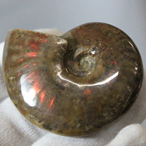 y}_KXJYōi _zAiCg   ACg C{[ AiCg    z Ð W{  fossil AiCg p[Xg[ 