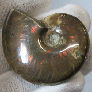 y}_KXJY ꋉi I_zAiCg  ɂ ACg C{[ AiCg  Ð  z  fossil W{ AiCg Y fB[X _ p