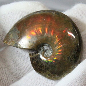 y}_KXJY Ii _zAiCg  ɂ ACg C{[ AiCg    z Ð W{  fossil AiCg p[Xg[ 