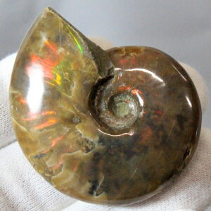 y}_KXJYōi _zAiCg   AiCg Ammonite C{[ ACg    z Ð W{  fossil AiCg VR 